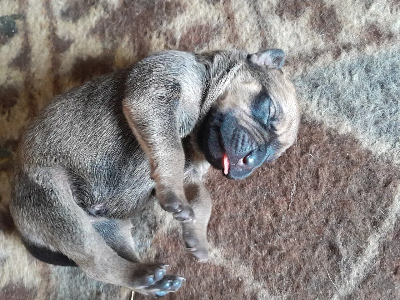 Billede 14 - Cane Corso Hvalpe Sælges. Læs helle teksten. 