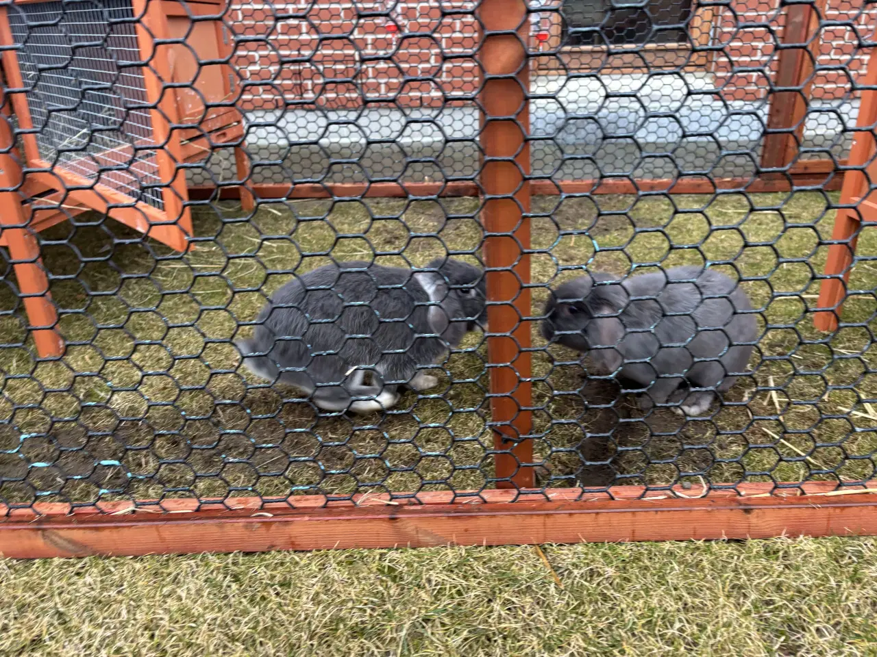 Billede 3 - Kaninbur samt 2 kaniner 