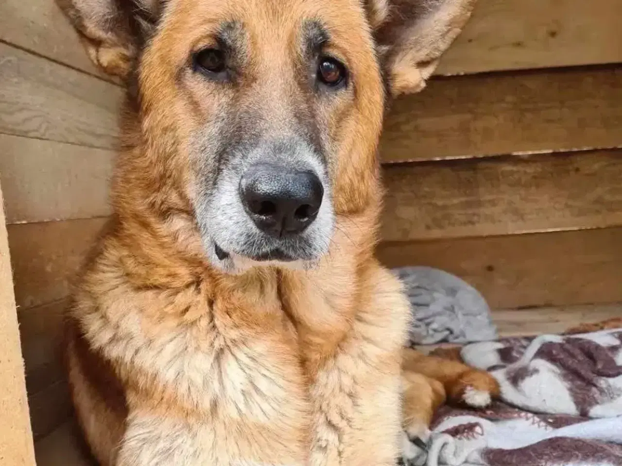 Billede 6 - Sara søger sit otium! 🩷