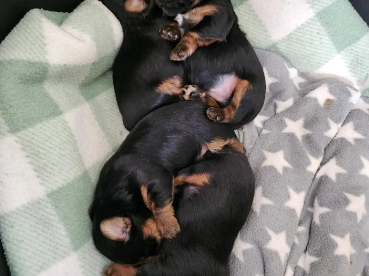 Billede 9 - 4 skønne Yorkshire Terrier hvalpe sælges 