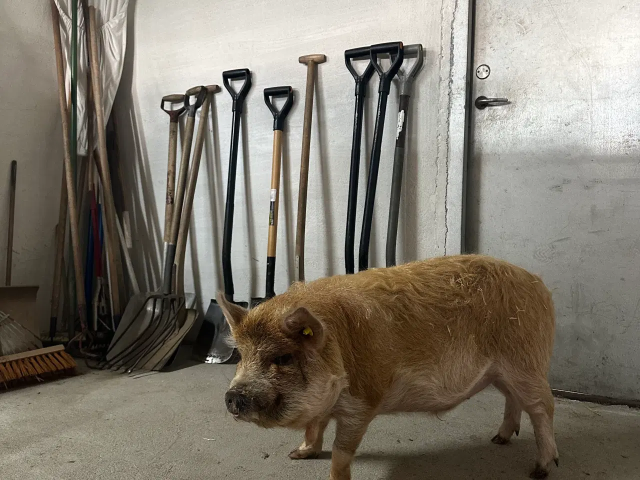 Billede 1 - Gris kune kune 