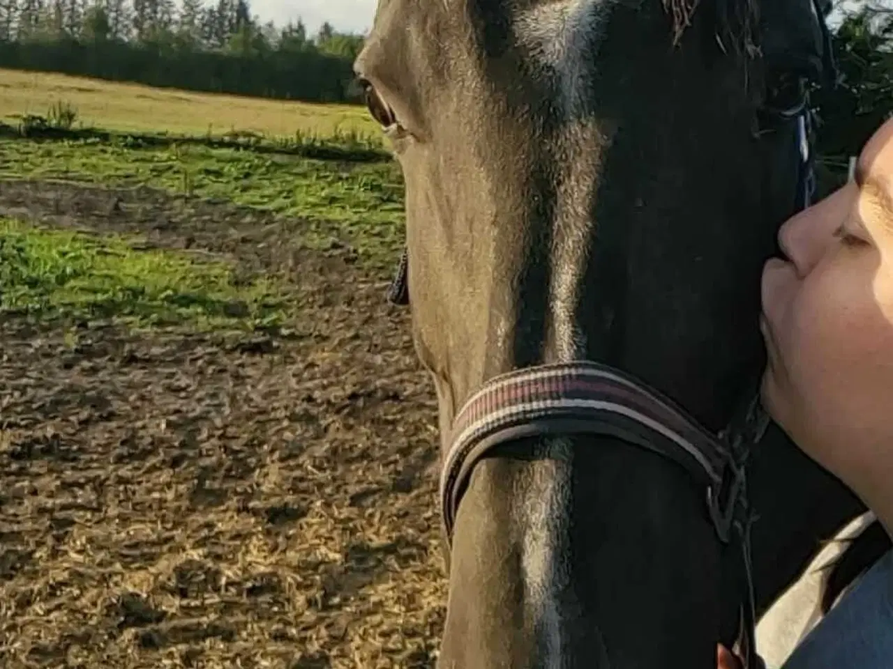 Billede 4 - Hannovaraner hoppe fra 2012