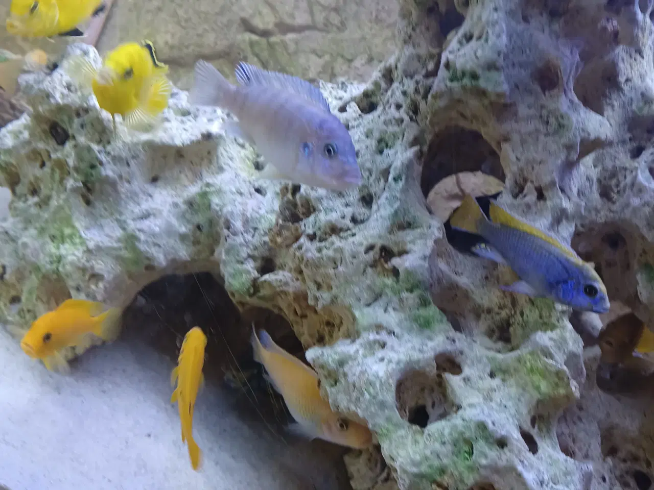 Billede 3 - Akvarie plus fisk