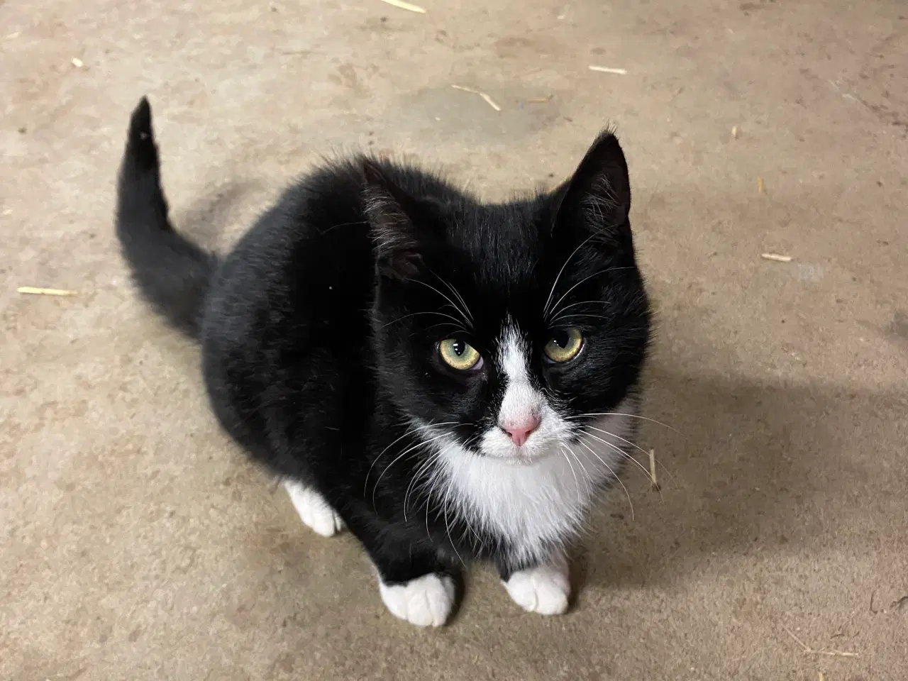 Billede 7 - Kattekillinger søger nyt hjem