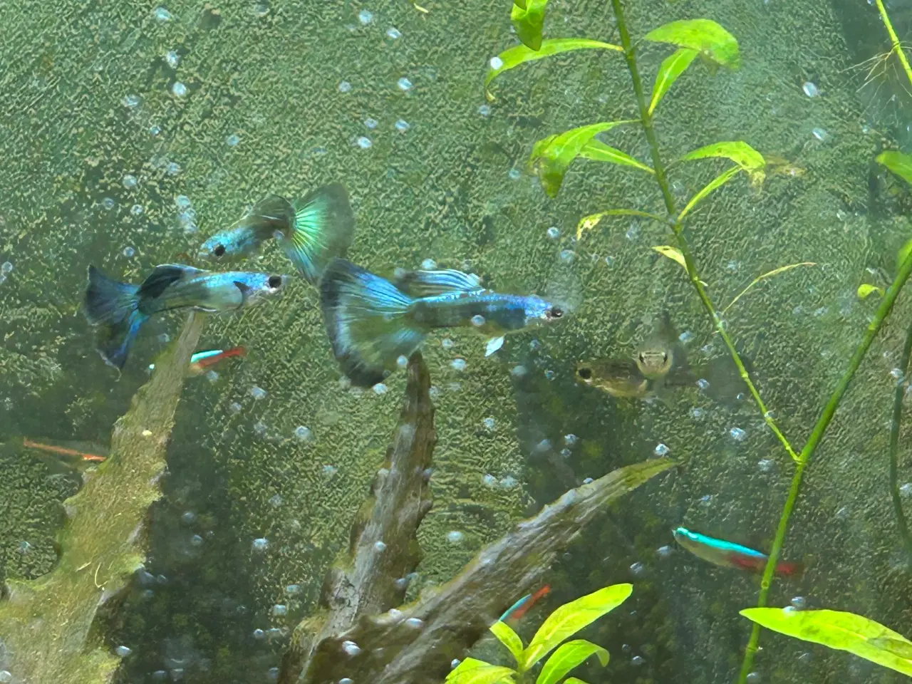 Billede 5 - 🐟🔵 Blue Moscow Guppy Par sælges - Viby J