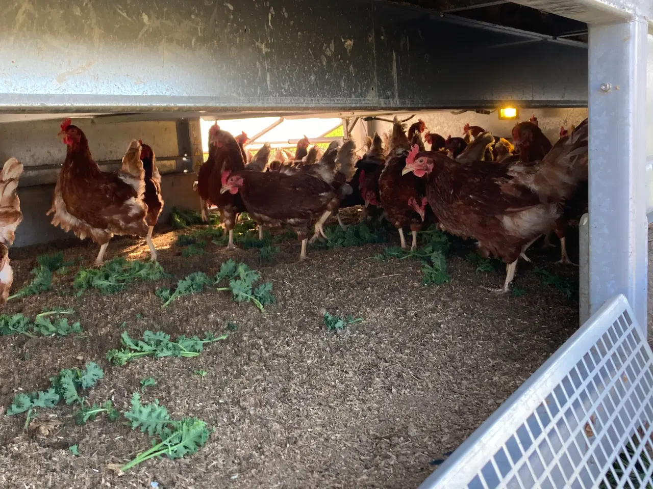 Billede 1 - Høns til haven