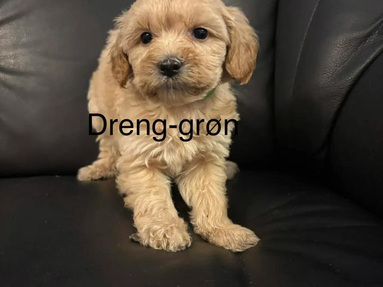 Billede 2 - Mini maltipoo 8 uger