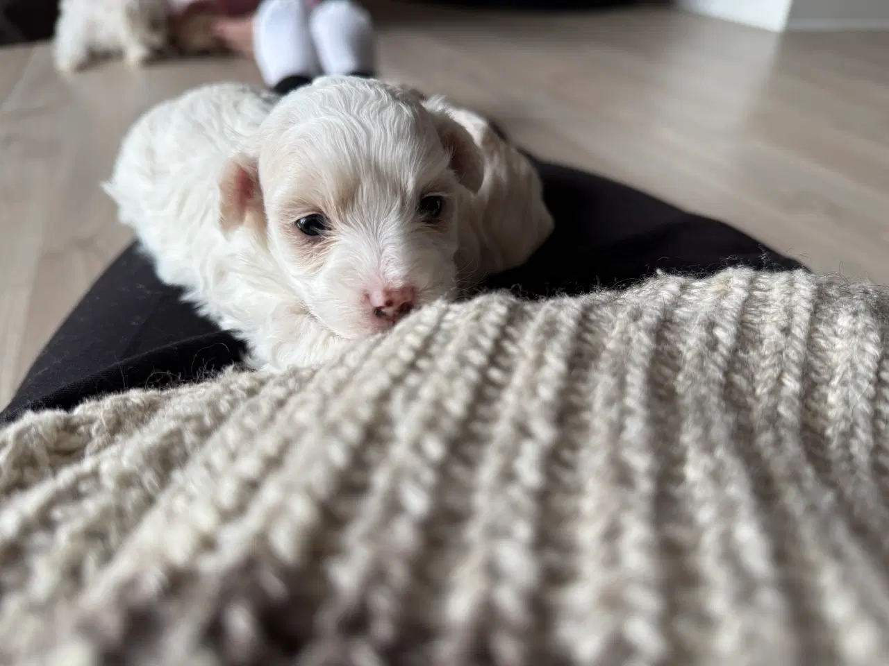 Billede 4 - Malteser/ Maltipoo