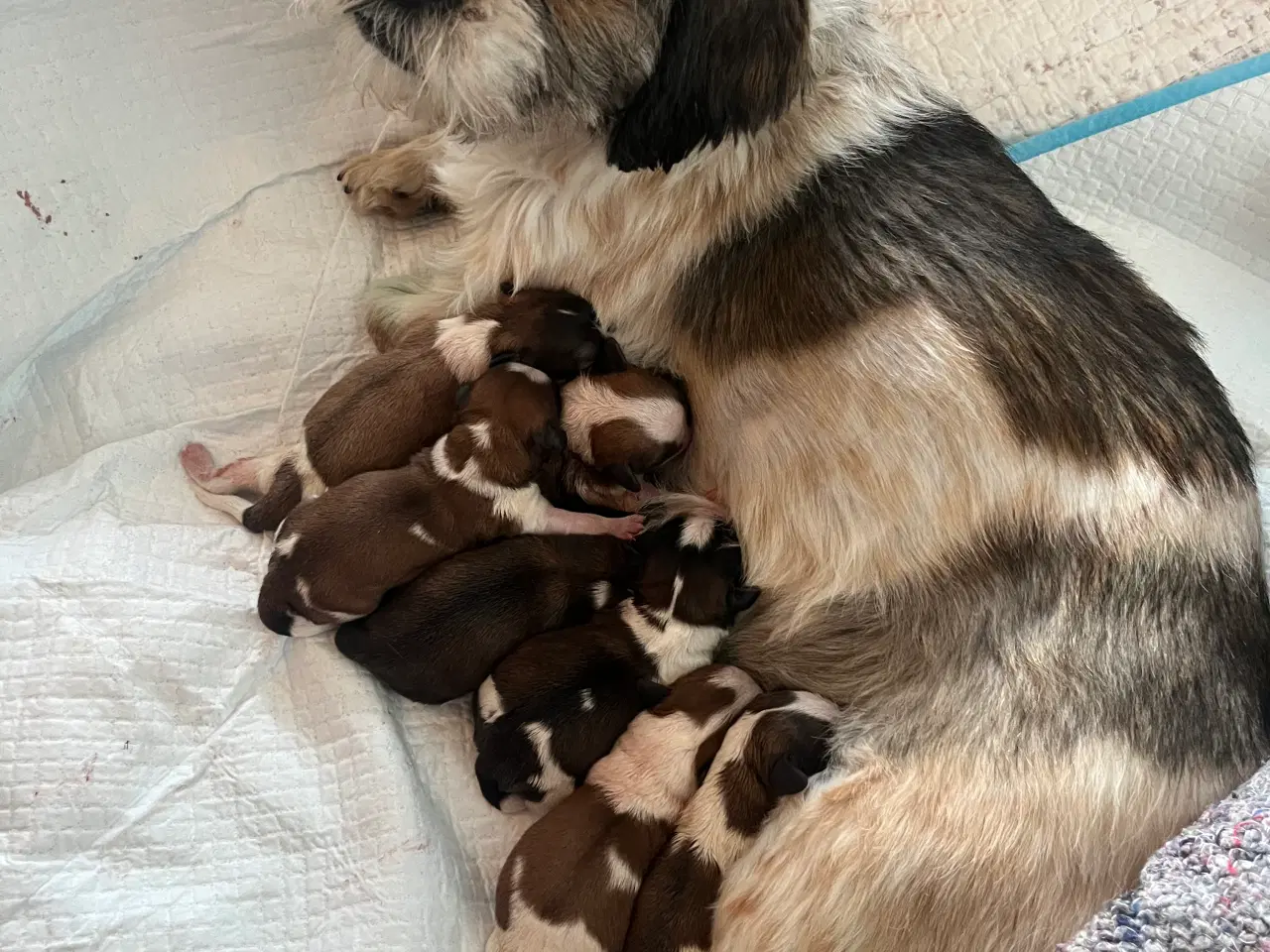 Billede 7 - Shih Tzu blanding
