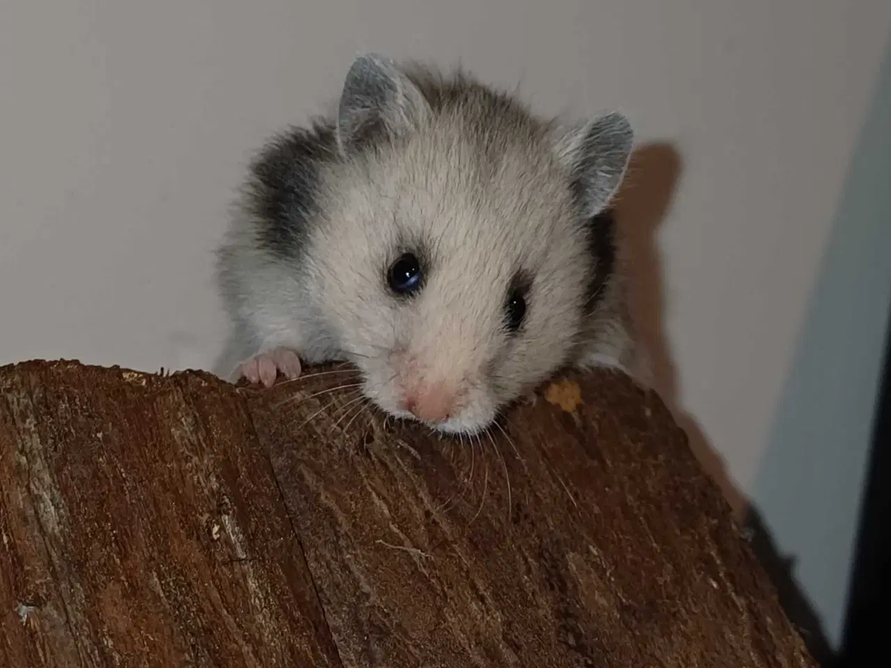 Billede 16 - Guldhamster unger