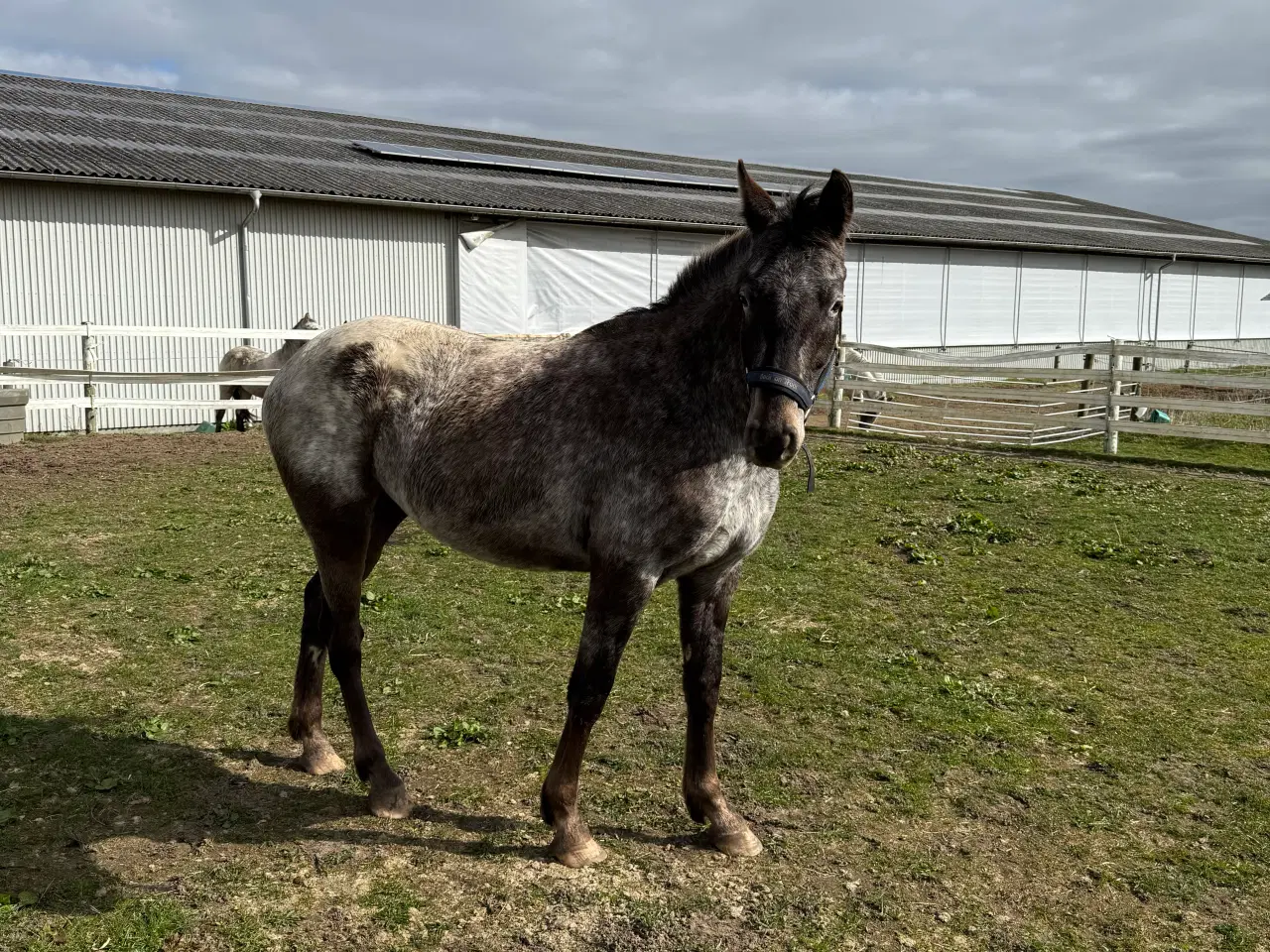 Billede 2 - Knabstrupper vallak og hoppe 