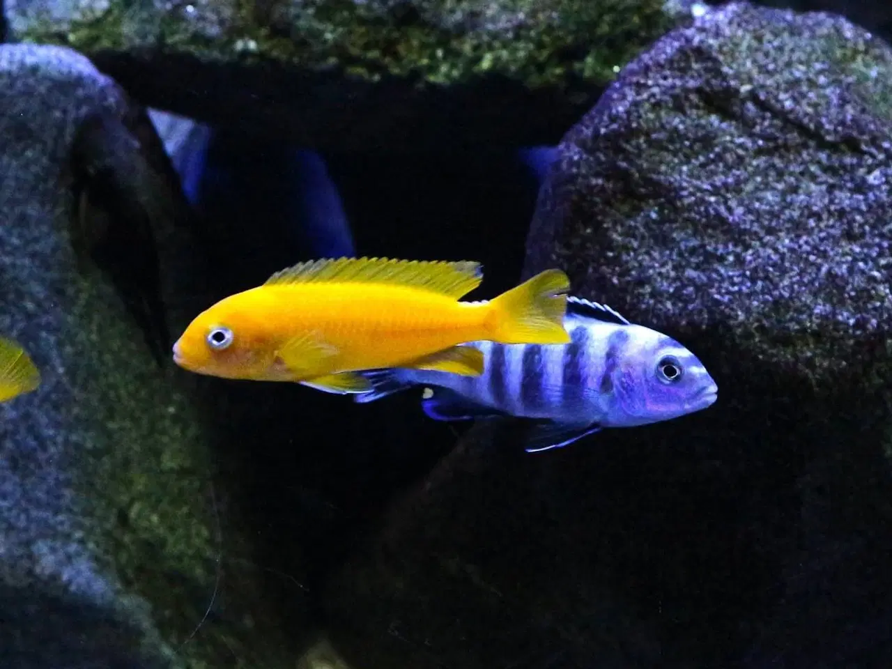 Billede 3 - Pseudotropheus saulosi (Malawi Cichlider)