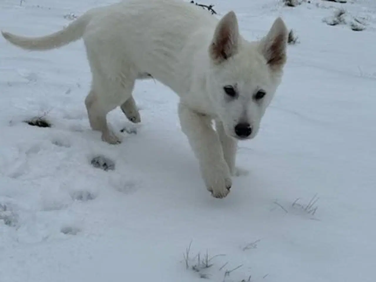 Billede 3 - Lækker blød hvid bamse 