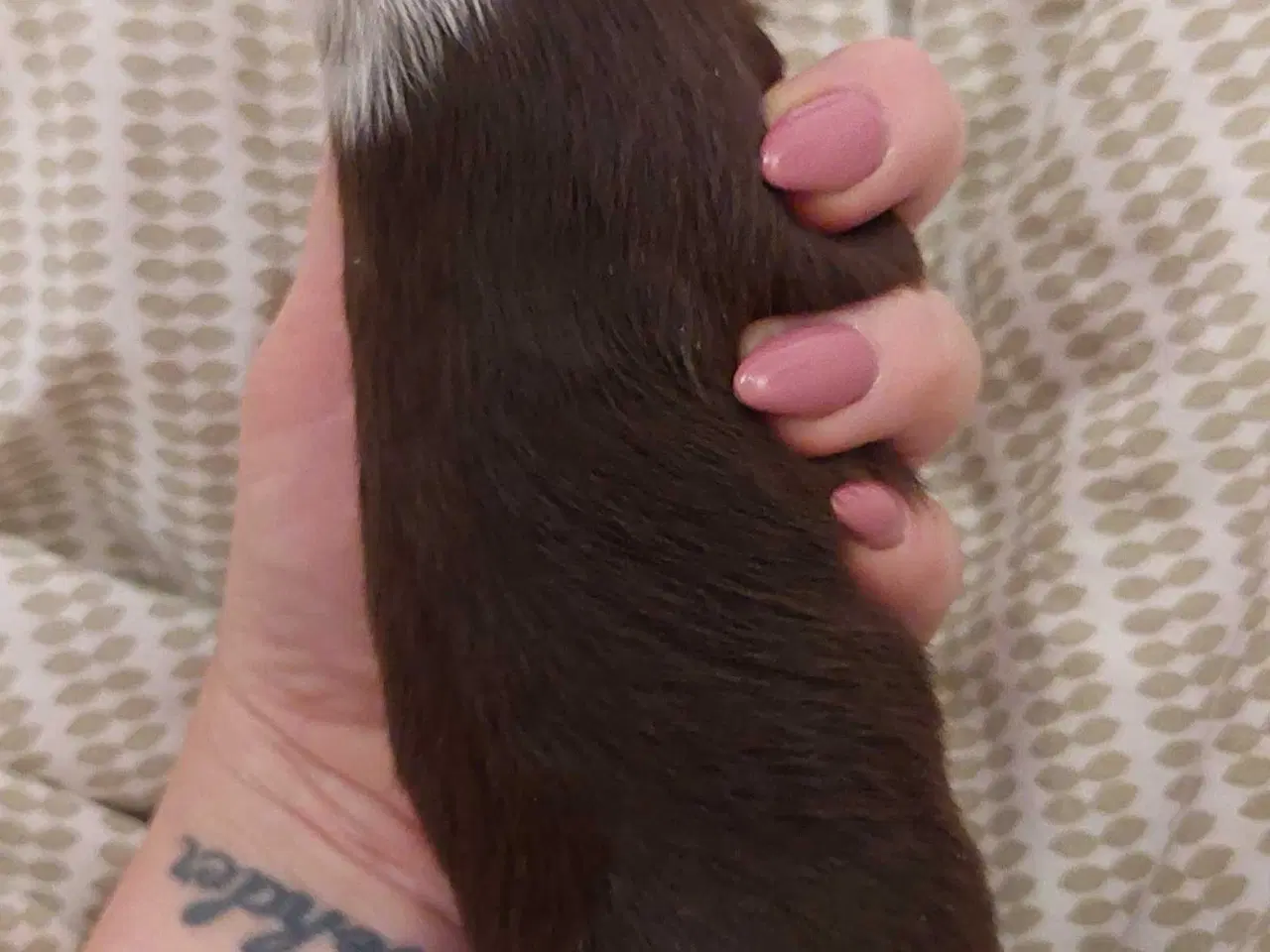Billede 2 - Chihuahua dreng med stamtavle i DDH 