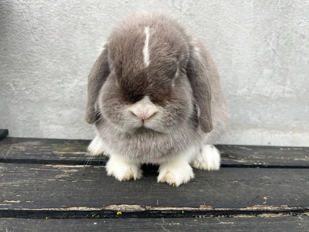 Billede 3 - Minilop hun 