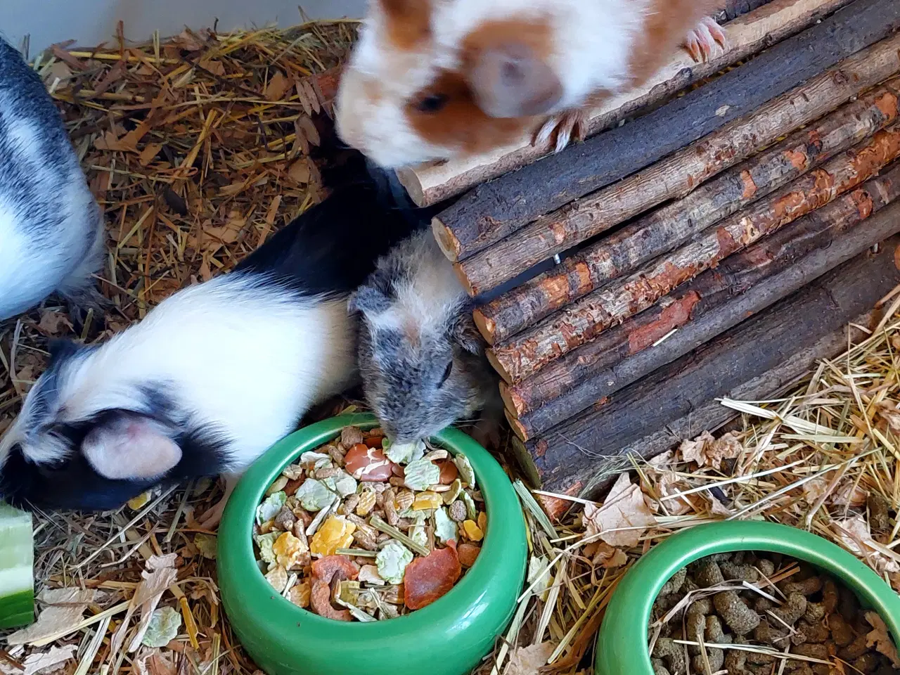 Billede 3 - 3 søde unger