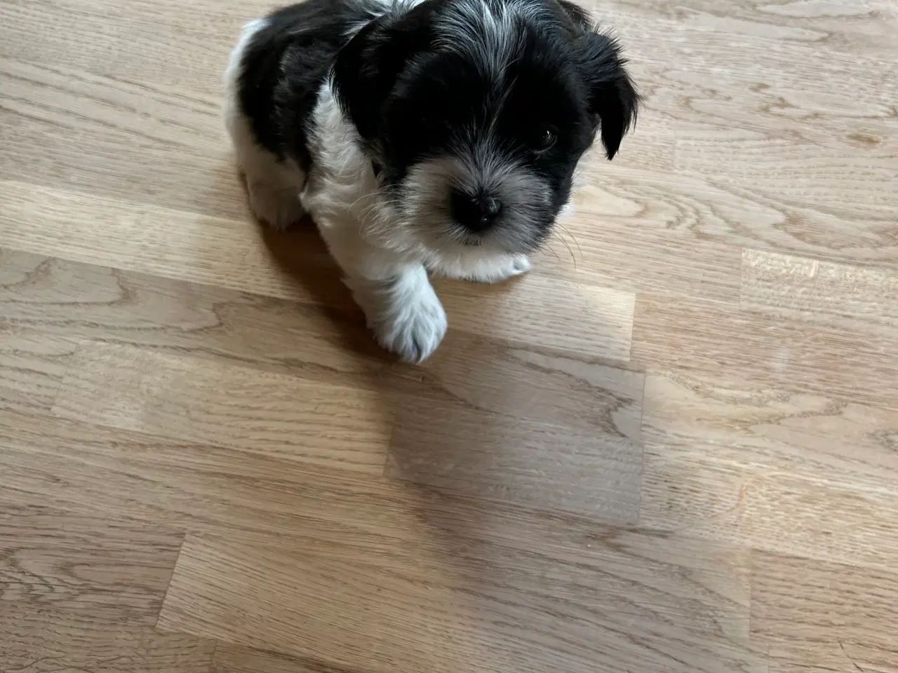 Billede 2 - Bichon Havanaise/ Shih Tzu hvalpe 