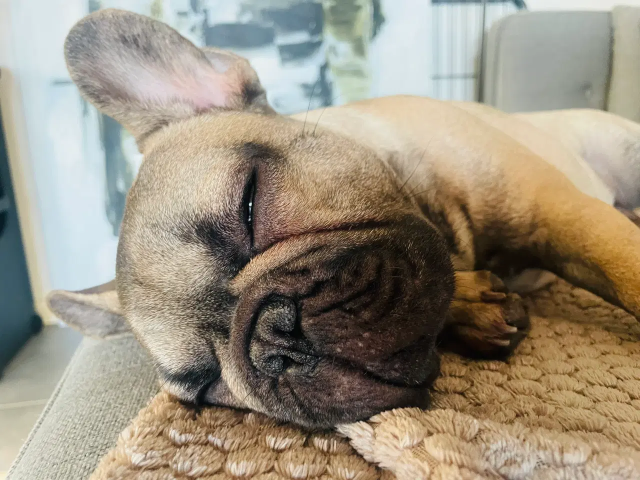 Billede 7 - Fransk Bulldog 