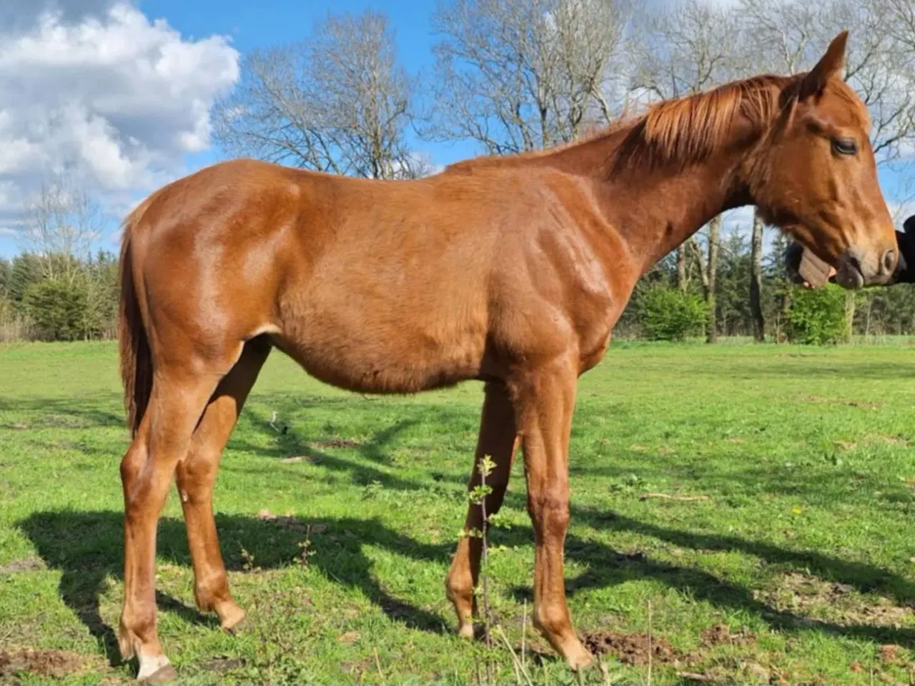 Billede 2 - Hingst 1 års Dansk Varmblod