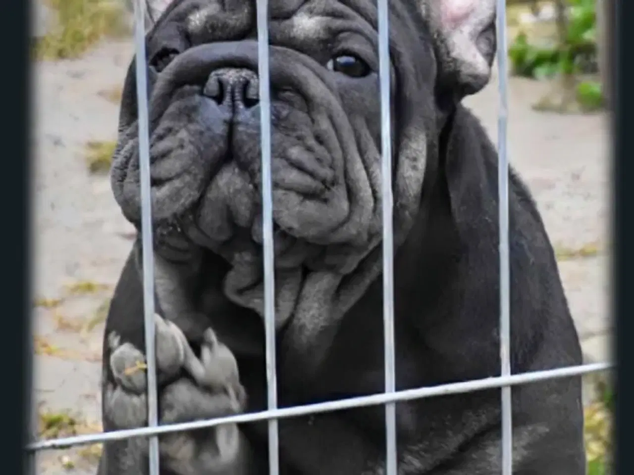 Billede 4 - Velvet big rope Fransk bulldog.