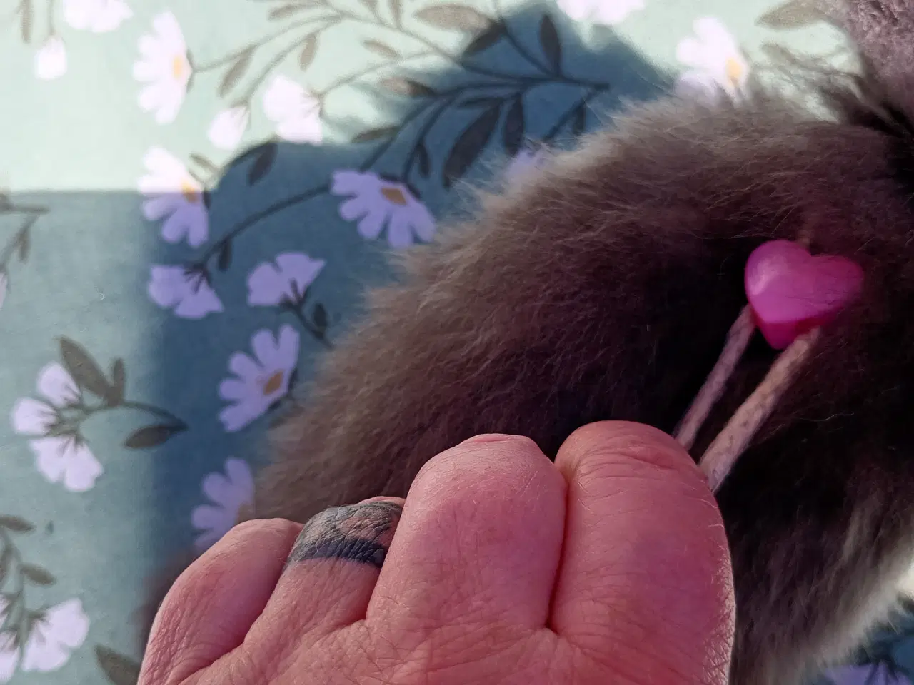 Billede 2 - British Longhair pige