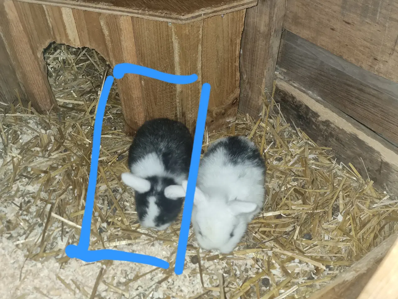 Billede 1 - Dværgvædder hun unge