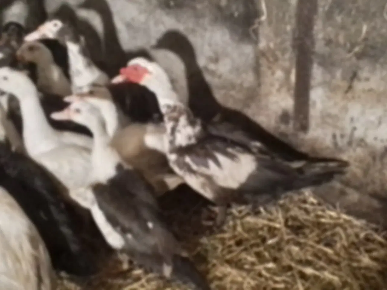 Billede 3 - Moskusænder