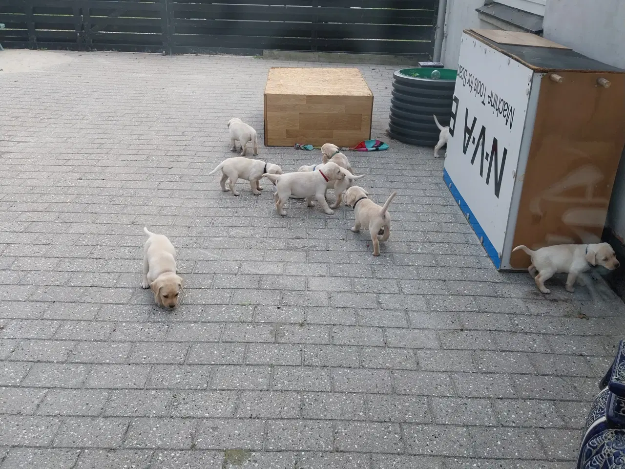 Billede 2 - Gule labrador  hvalpe hanner
