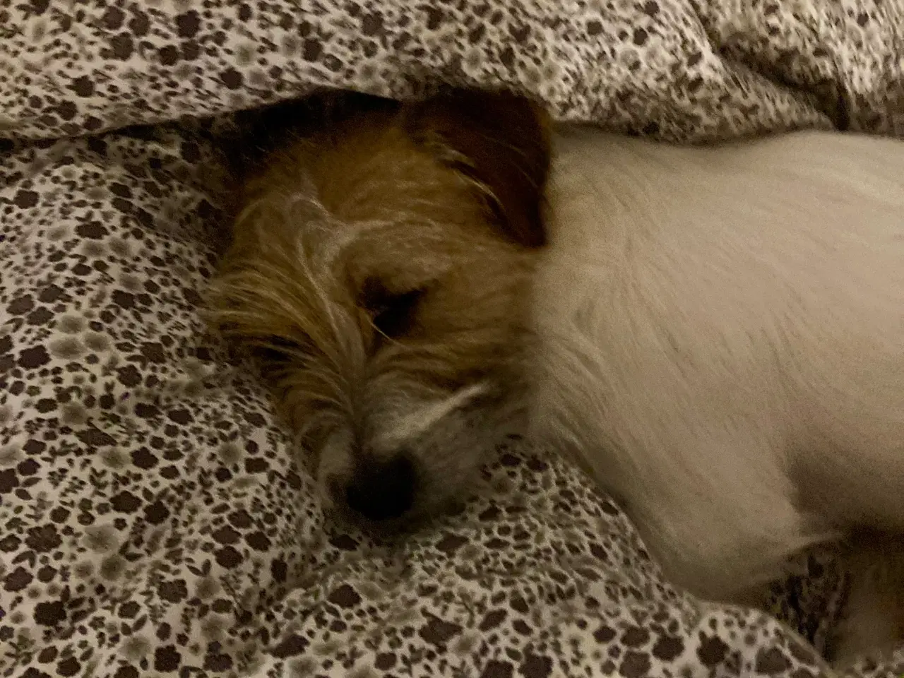 Billede 6 - Trofast følgesvend