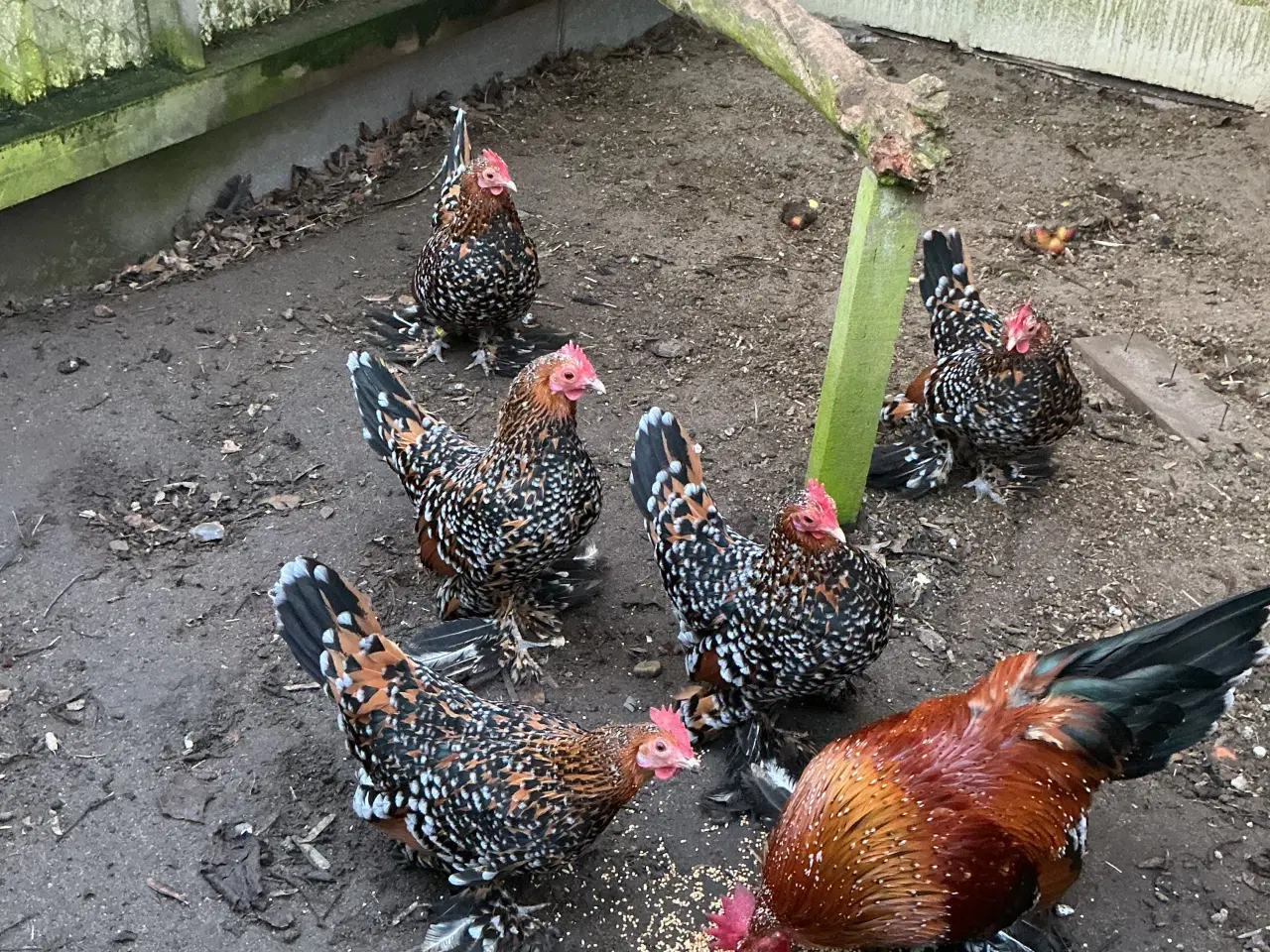Billede 1 - Dværghøns