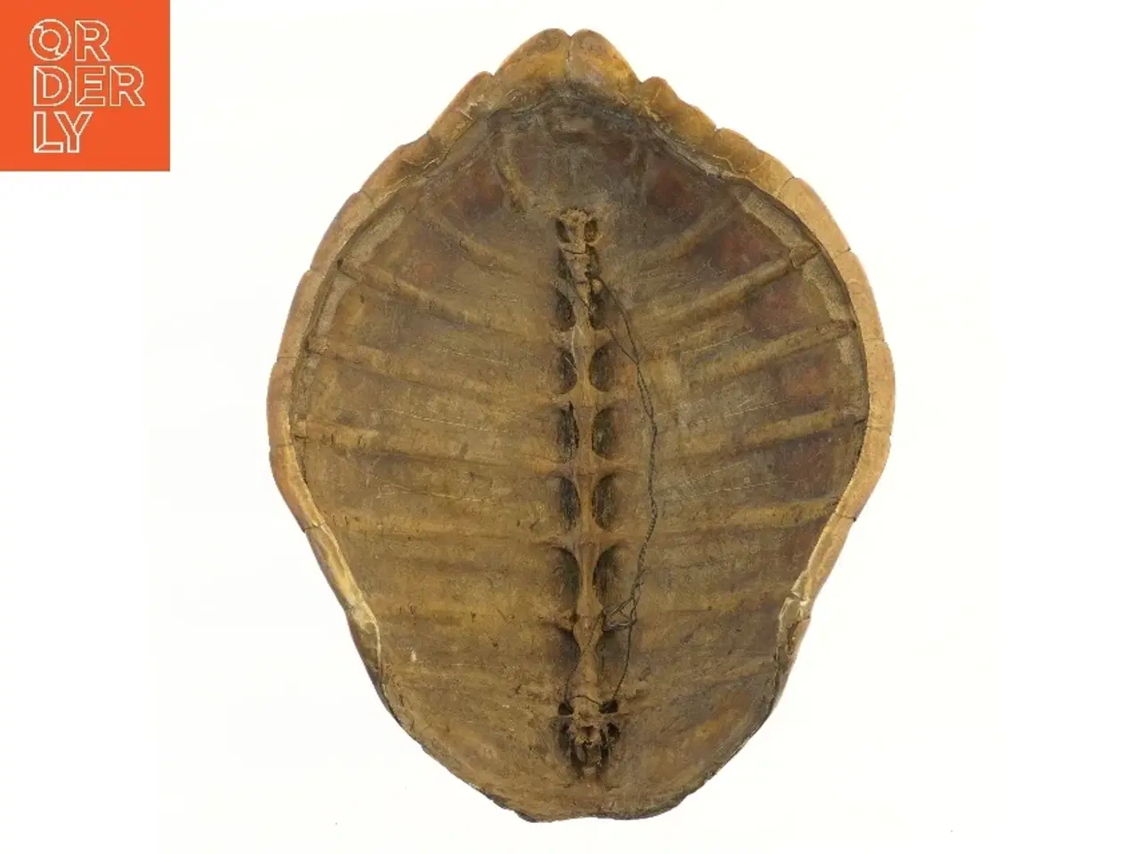 Billede 2 - Dekorativ skildpaddeskal (str. 49 cm)