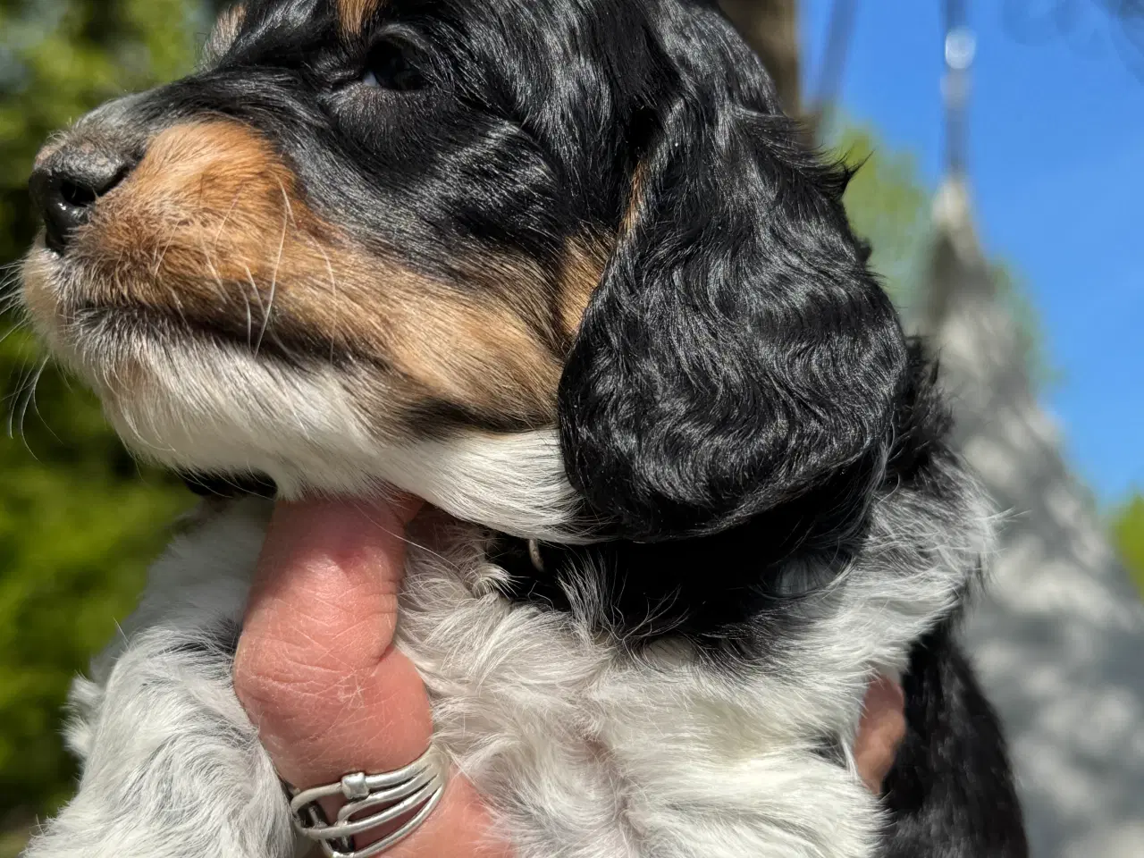 Billede 4 - Cockerdoodle eller Cockapoo. 3 tæver tilbage. 