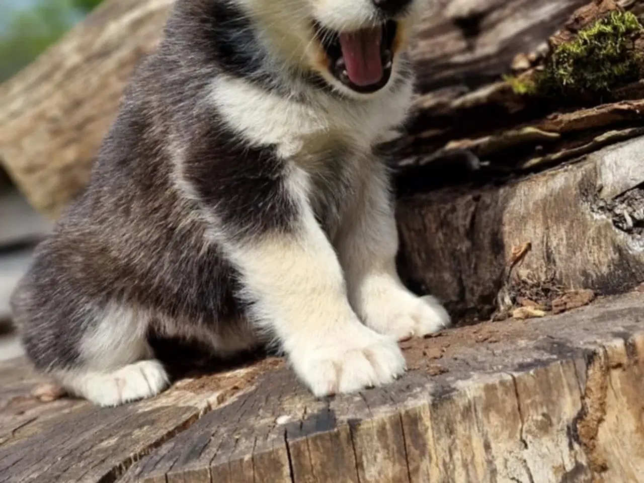 Billede 4 - Alaskan Malamute hvalpe til salg –smukke og sunde!