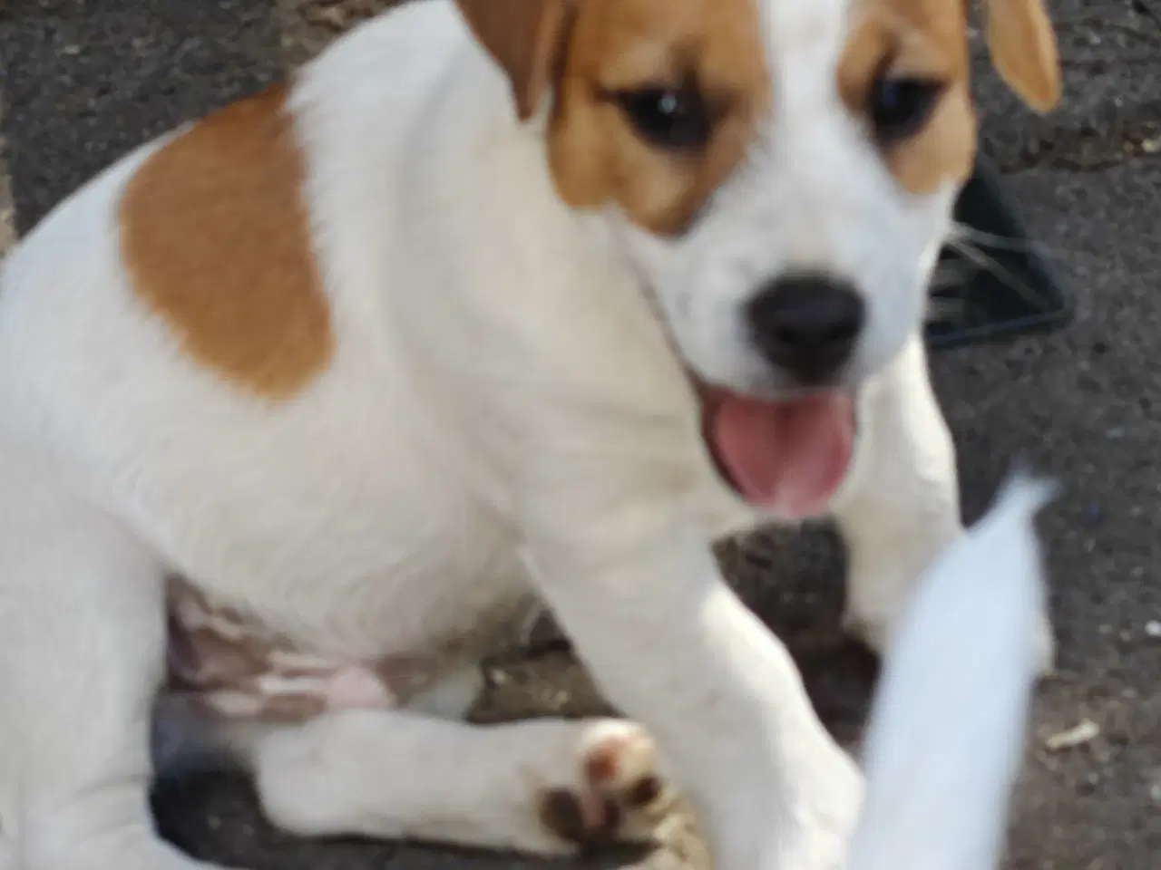 Billede 16 - Lækker Jack Russell Terrier hvalpe