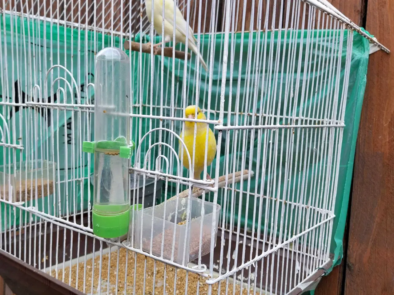 Billede 8 - 2 stk kanariefugle