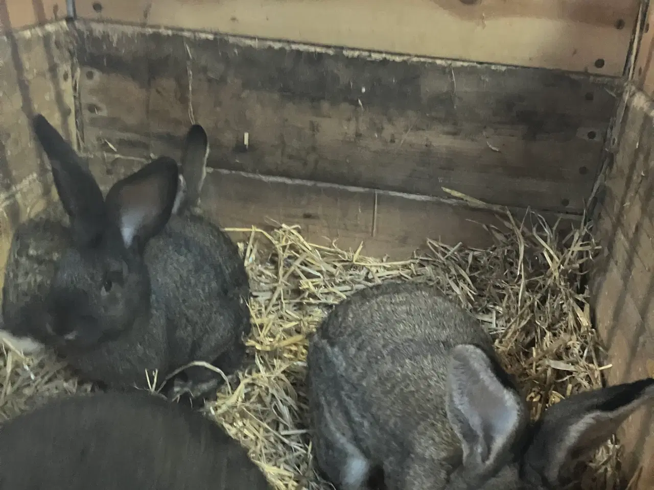 Billede 3 - Kaninenunger