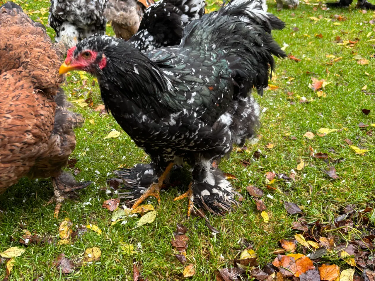 Billede 1 - Brahma ung hane sort/hvid