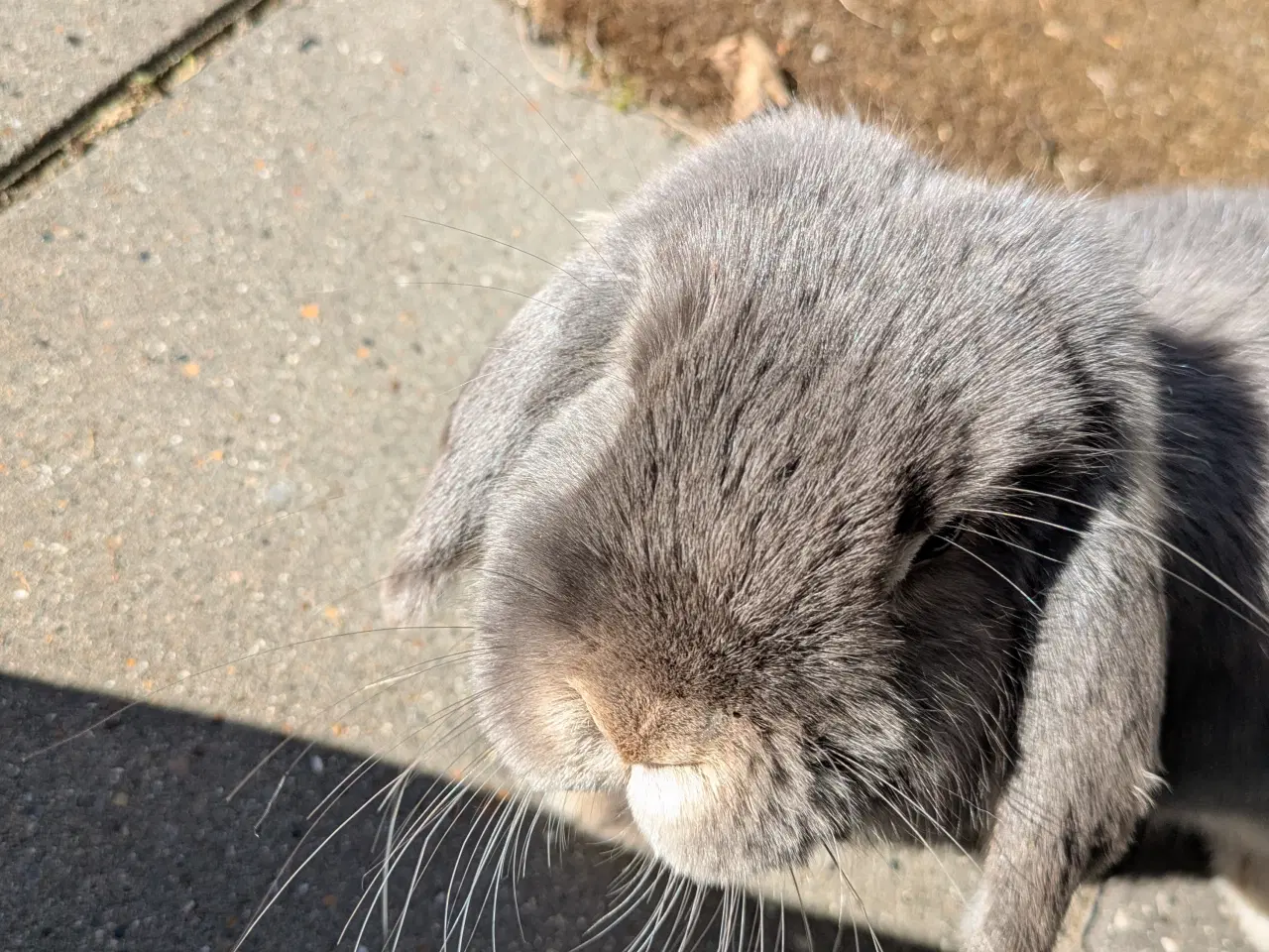 Billede 3 - To minilop kaniner 9 mdr