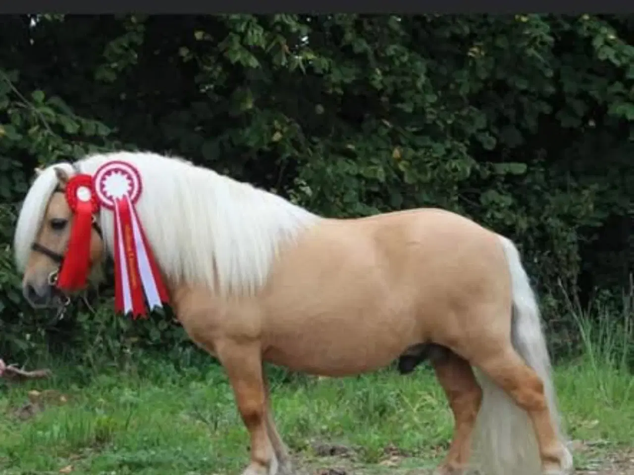 Billede 7 - Sort shetlænder hingst