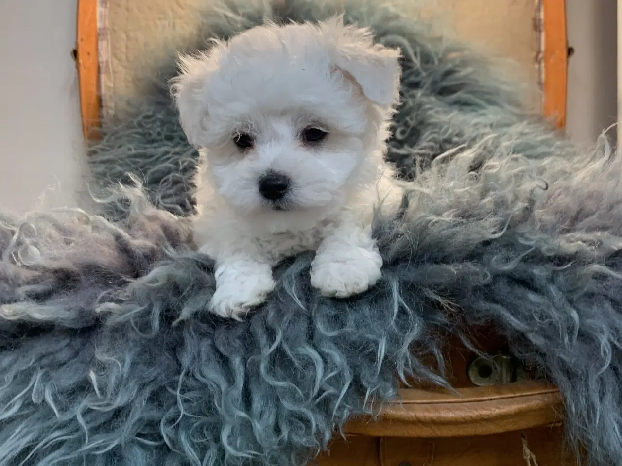 Billede 14 - De smukkeste Maltichon babyer 