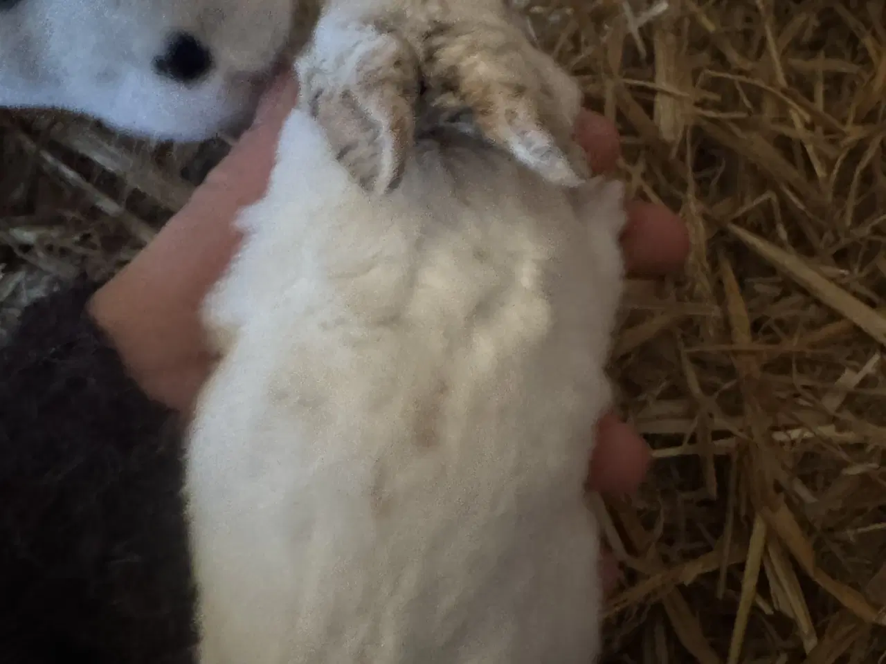 Billede 6 - Rex kanin unger 