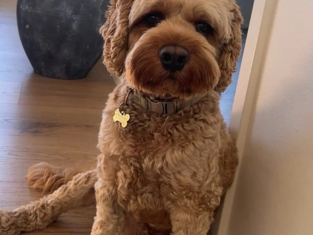 Billede 3 - Doodlehvalpe ventes i uge 19 🐾