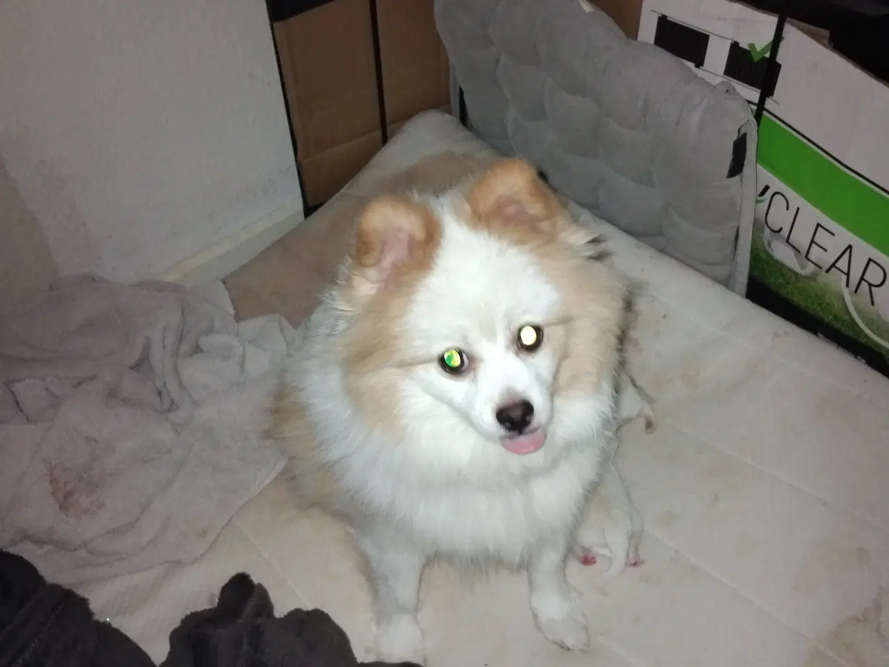 Billede 5 - Ægte Pomeranian hvalpe 2 stk