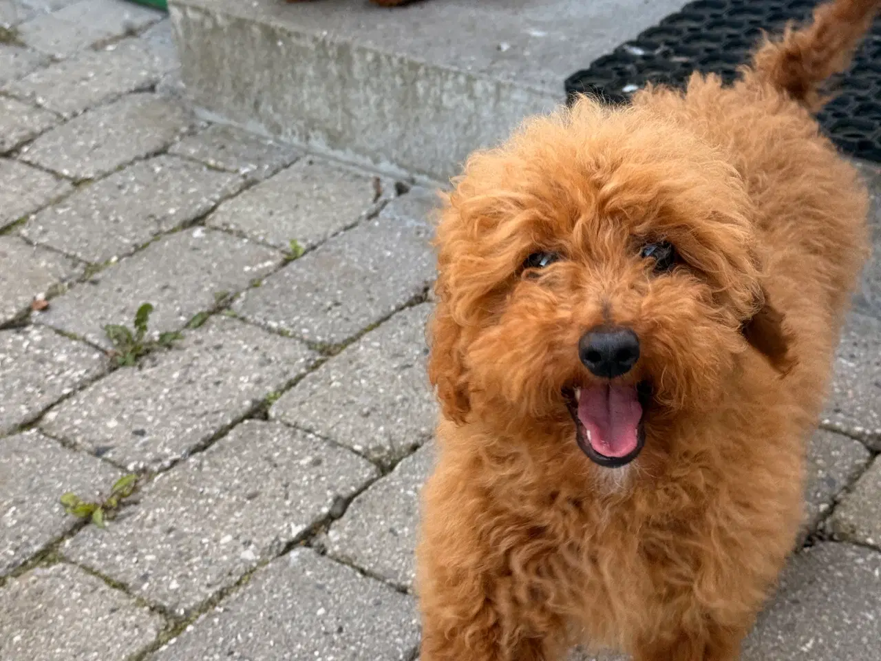 Billede 4 - Maltipoo han hvalp på næsten 6 måneder sælges. 