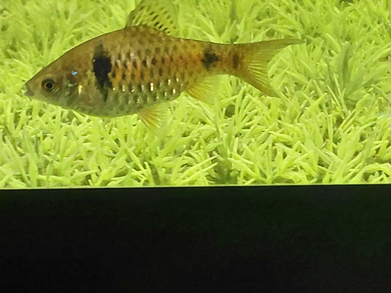 Billede 3 - Tetra 