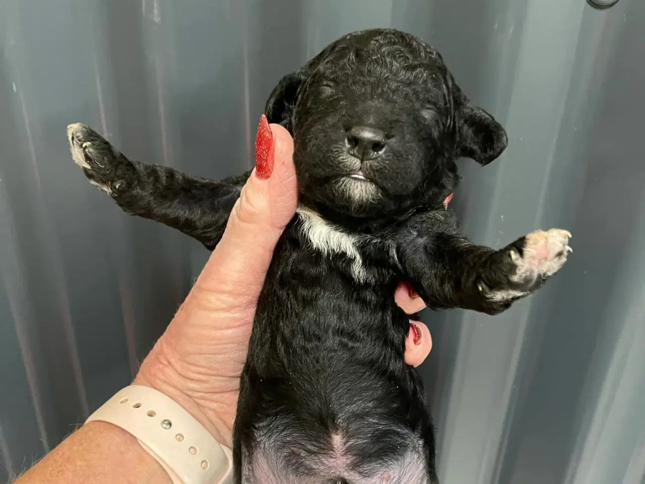 Billede 1 - Skønne mellem Labradoodler med klippe pels