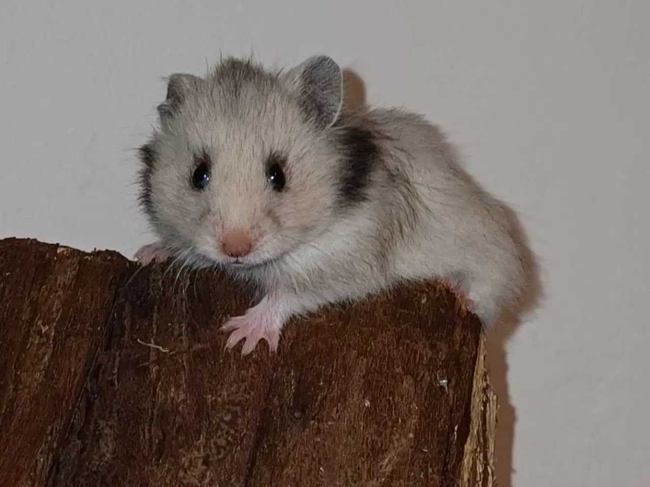 Billede 17 - Guldhamster unger