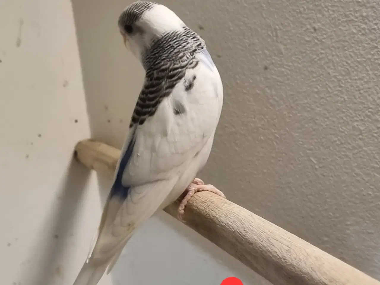 Billede 2 - Undulat unger