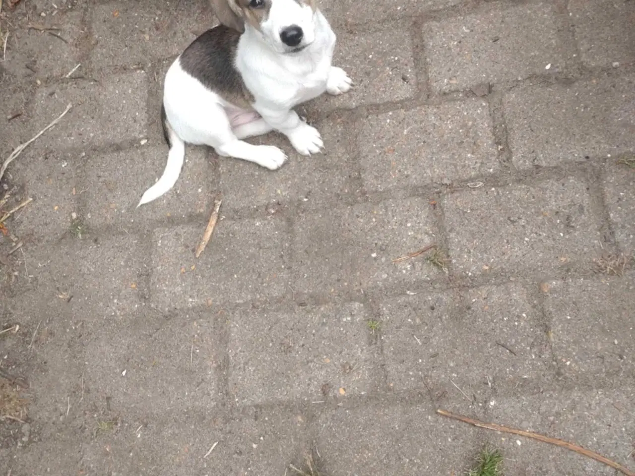 Billede 5 - Jack Russell 