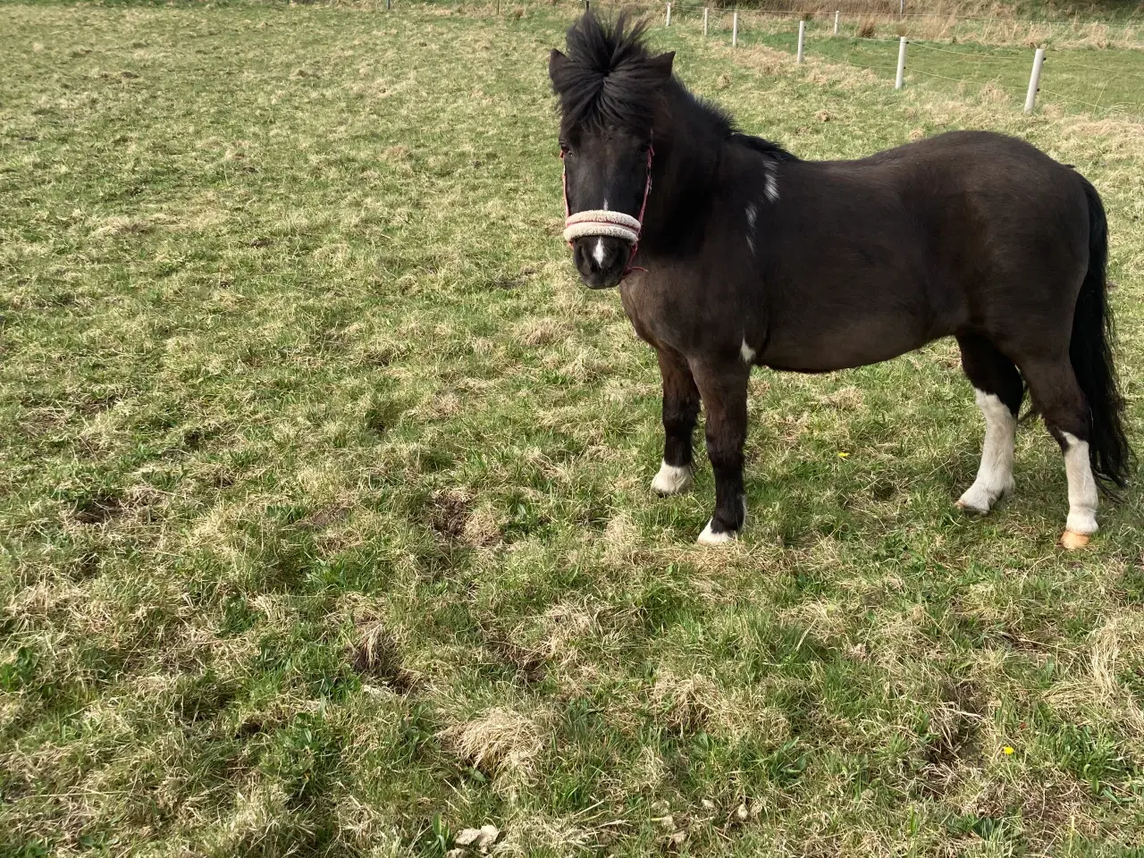 Billede 1 - Pony